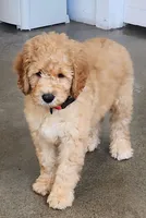 Gram Craker, a male Labradoodle for sale in Wrightwood, CA – 3 of 7
