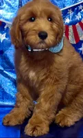Honey Crisp, a male Labradoodle for sale in Anaheim, CA – 2 of 10