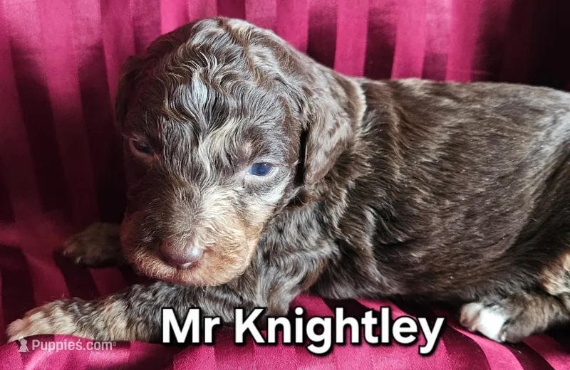 Mr Knightley from Jane Austen litter – Labradoodle, Australian Labradoodle puppy for sale in Wrightwood, CA