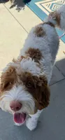 Coming JUNE 2026, a  Labradoodle and Australian Labradoodle for sale in Anaheim, CA – 10 of 10