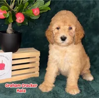 Gram Craker, a male Labradoodle for sale in Wrightwood, CA – 4 of 7
