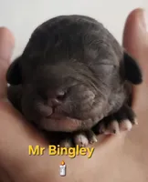 Mr Bingley from jane Austen litter, a male Labradoodle and Australian Labradoodle for sale in Wrightwood, CA – 3 of 4
