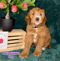 Red delicious , a male Labradoodle for sale in Wrightwood, CA – 5 of 5