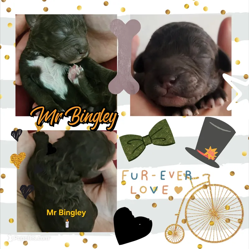 Mr Bingley from jane Austen litter – Labradoodle, Australian Labradoodle puppy for sale in Wrightwood, CA