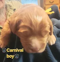 Carnival time, a male Labradoodle and Australian Labradoodle for sale in Wrightwood, CA – 5 of 6