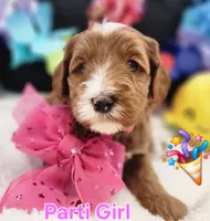 Party girl, a female Labradoodle and Australian Labradoodle for sale in Wrightwood, CA – 2 of 8