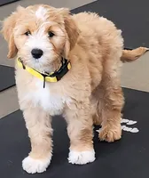 Taffy, a male Labradoodle for sale in Wrightwood, CA – 3 of 4