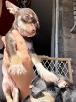 Choco, a male Chihuahua for sale in Reading, PA – Photo 2 of 4