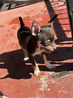 Choco, a male Chihuahua for sale in Reading, PA – Photo 3 of 4