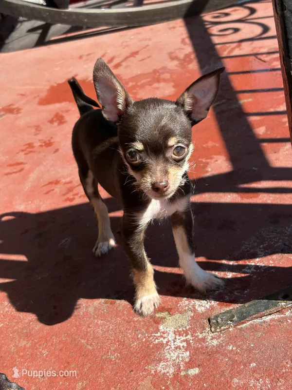 Choco – Chihuahua puppy for sale in Reading, PA
