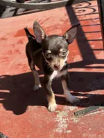 Choco, a male Chihuahua for sale in Reading, PA – Photo 1 of 4