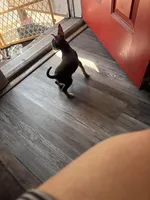 Choco, a male Chihuahua for sale in Reading, PA – Photo 4 of 4