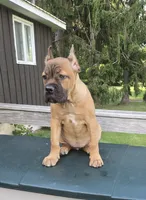 ICCF Sonya , a female Cane Corso for sale in Ticonderoga, NY – 3 of 9