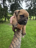 AKC Viggo , a male Cane Corso for sale in Ticonderoga, NY – 5 of 5