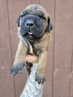 Tomahawk, a male Cane Corso for sale in Ticonderoga, NY – 2 of 6
