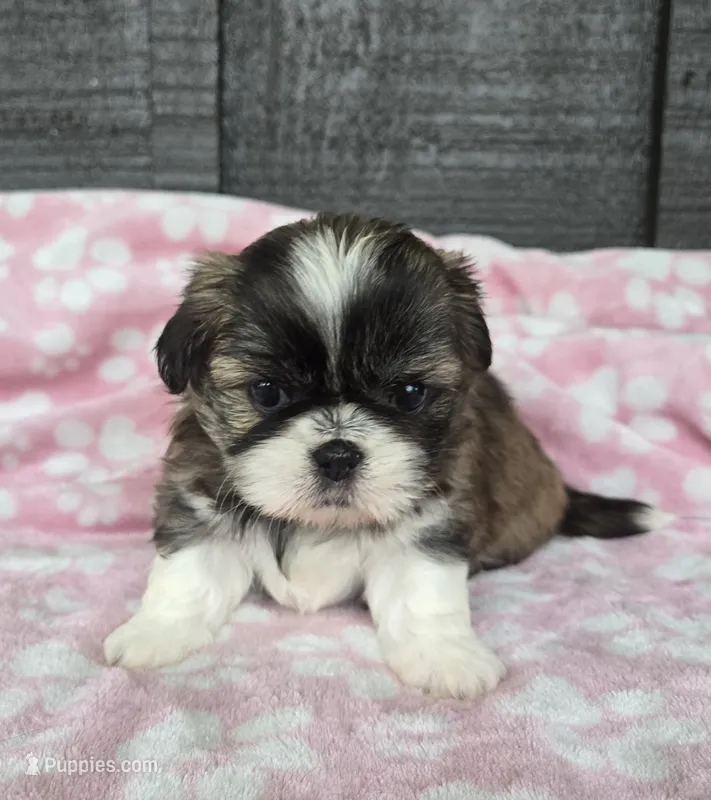 Daisy – Pekingese, Shih Tzu puppy for sale in Ticonderoga, NY