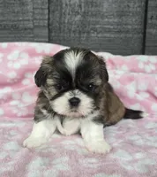 Daisy, a female Pekingese and Shih Tzu for sale in Ticonderoga, NY – 1 of 7