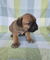Sonya , a female Cane Corso for sale in Ticonderoga, NY – 3 of 7