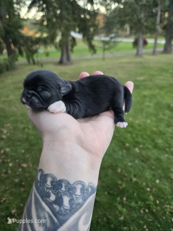 Elliot, a male Pekingese and Shih Tzu for sale in Ticonderoga, NY – 1 of 5