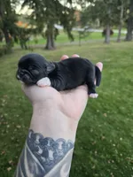 Elliot, a male Pekingese and Shih Tzu for sale in Ticonderoga, NY – 1 of 5