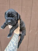Chippewa , a female Cane Corso for sale in Ticonderoga, NY – 5 of 9