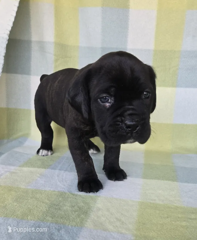 Sage – Cane Corso puppy for sale in Ticonderoga, NY