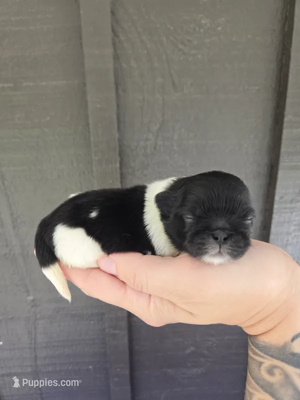 Deja Vu – Pekingese puppy for sale in Ticonderoga, NY