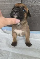 AKC Vladimir , a male Cane Corso for sale in Ticonderoga, NY – 2 of 5
