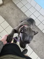 Bluebell , a female Cane Corso for sale in Ticonderoga, NY – 2 of 4