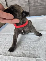 AKC Baylar, a male Cane Corso for sale in Ticonderoga, NY – 4 of 5