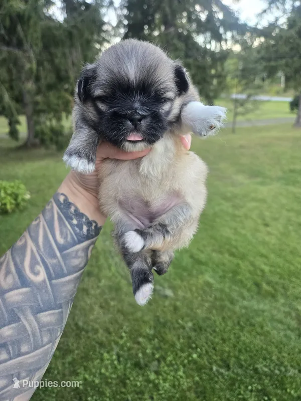 Darla – Pekingese puppy for sale in Ticonderoga, NY