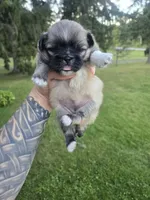 Darla, a female Pekingese for sale in Ticonderoga, NY – 1 of 6