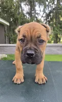 ICCF Sonya , a female Cane Corso for sale in Ticonderoga, NY – 4 of 5