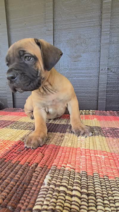 AKC Valiente , a male Cane Corso for sale in Ticonderoga, NY – 5 of 7