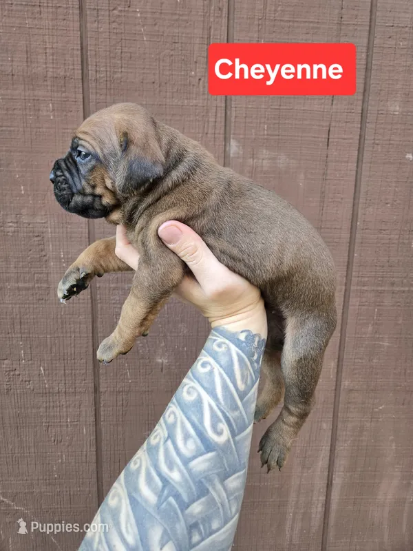 Cheyenne , a female Cane Corso for sale in Ticonderoga, NY – 1 of 7