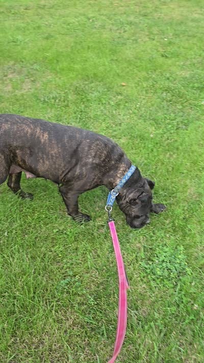 Savage , a female Cane Corso for sale in Ticonderoga, NY – 5 of 5