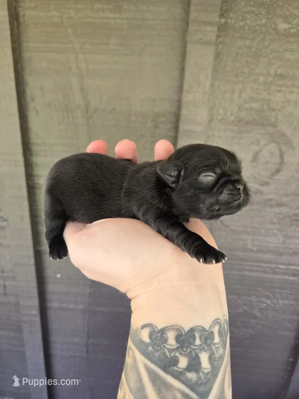 Louise  – Pekingese, Shih Tzu puppy for sale in Ticonderoga, NY