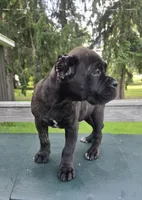 Sage, a female Cane Corso for sale in Ticonderoga, NY – 2 of 4