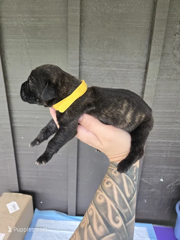 AKC Banshee  – Cane Corso puppy for sale in Ticonderoga, NY