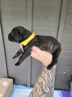 AKC Banshee , a male Cane Corso for sale in Ticonderoga, NY – 1 of 4