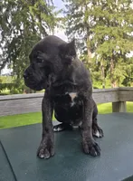 Sadie, a female Cane Corso for sale in Ticonderoga, NY – 5 of 6