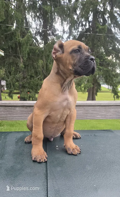 Tuscan – Cane Corso puppy for sale in Ticonderoga, NY