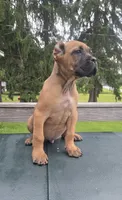 Tuscan, a male Cane Corso for sale in Ticonderoga, NY – 1 of 4