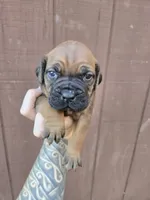 Cheyenne , a female Cane Corso for sale in Ticonderoga, NY – 6 of 7