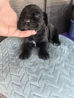 Sage, a female Cane Corso for sale in Ticonderoga, NY – Photo 1 of 7