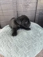 Sage, a female Cane Corso for sale in Ticonderoga, NY – Photo 6 of 7