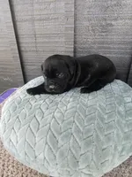 Sage, a female Cane Corso for sale in Ticonderoga, NY – Photo 7 of 7