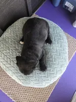 Sage, a female Cane Corso for sale in Ticonderoga, NY – Photo 2 of 7