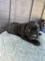 Sage, a female Cane Corso for sale in Ticonderoga, NY – Photo 4 of 7