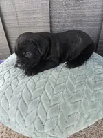 Sage, a female Cane Corso for sale in Ticonderoga, NY – Photo 3 of 7